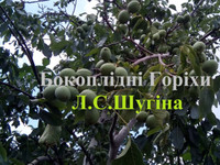 урожайные зимостойкие орехи украинская селекция