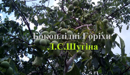 урожайные зимостойкие орехи украинская селекция
